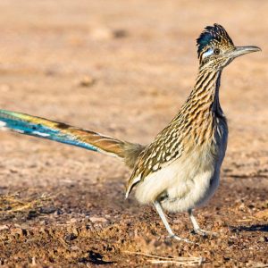 Roadrunner Postcard